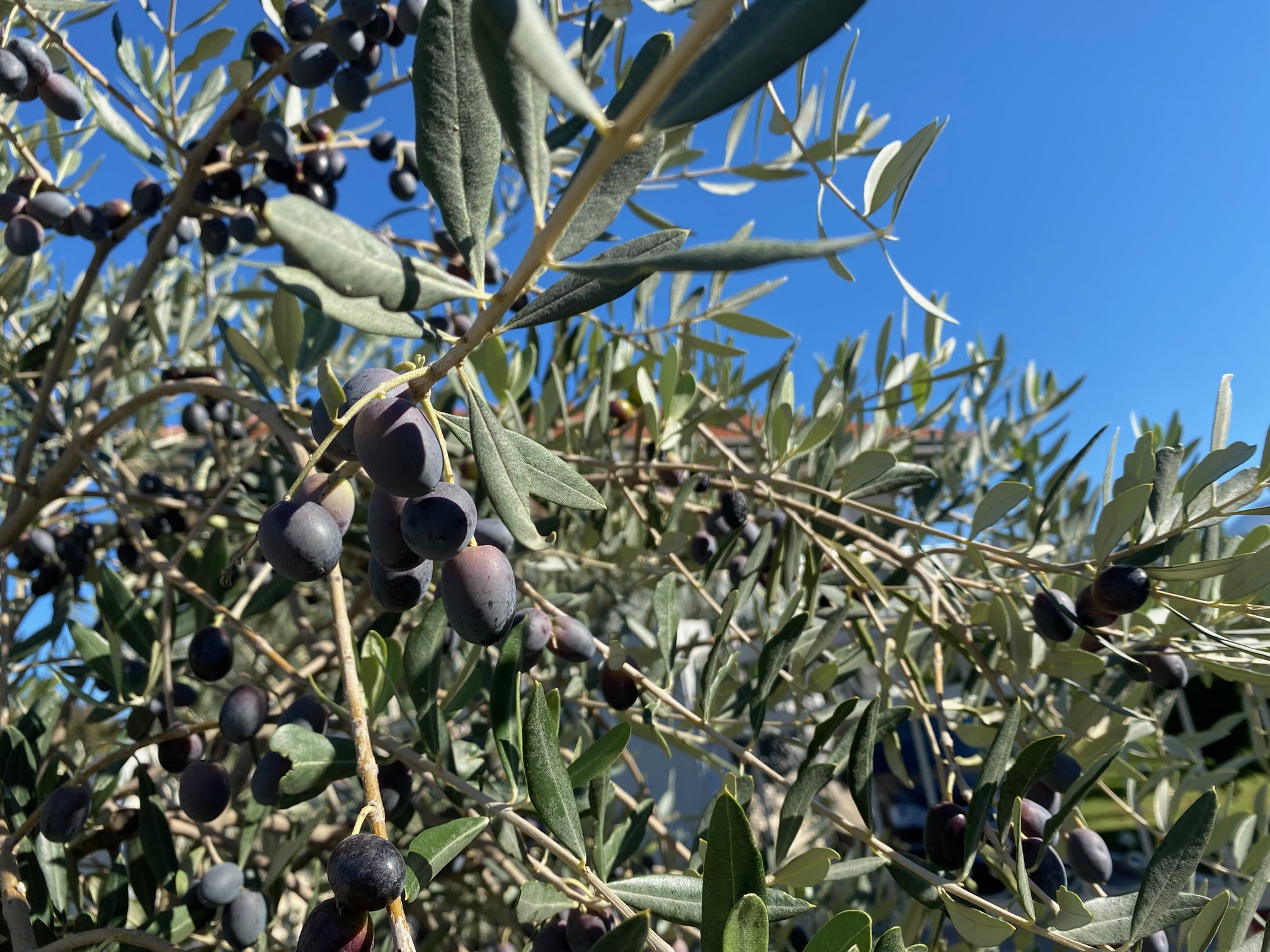 An Albanian Man and an Olive