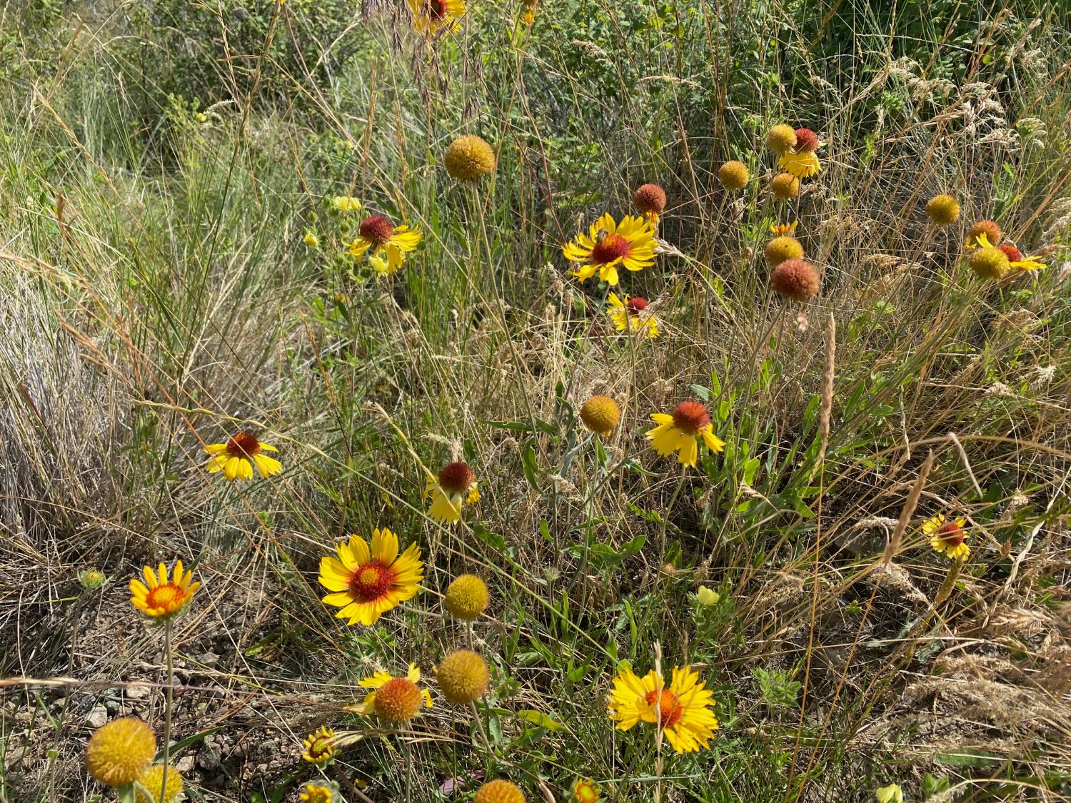 Spring Bloom