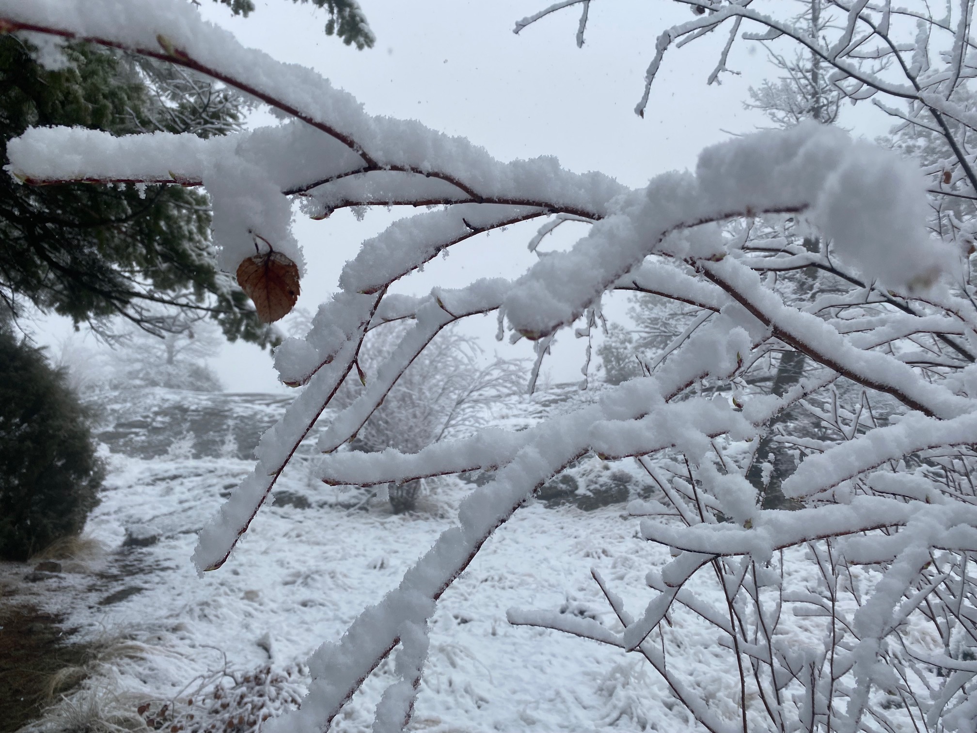 Strata Council Minutes